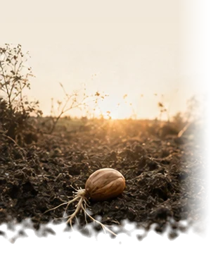 A single seed resting in dark soil, sending out its first root